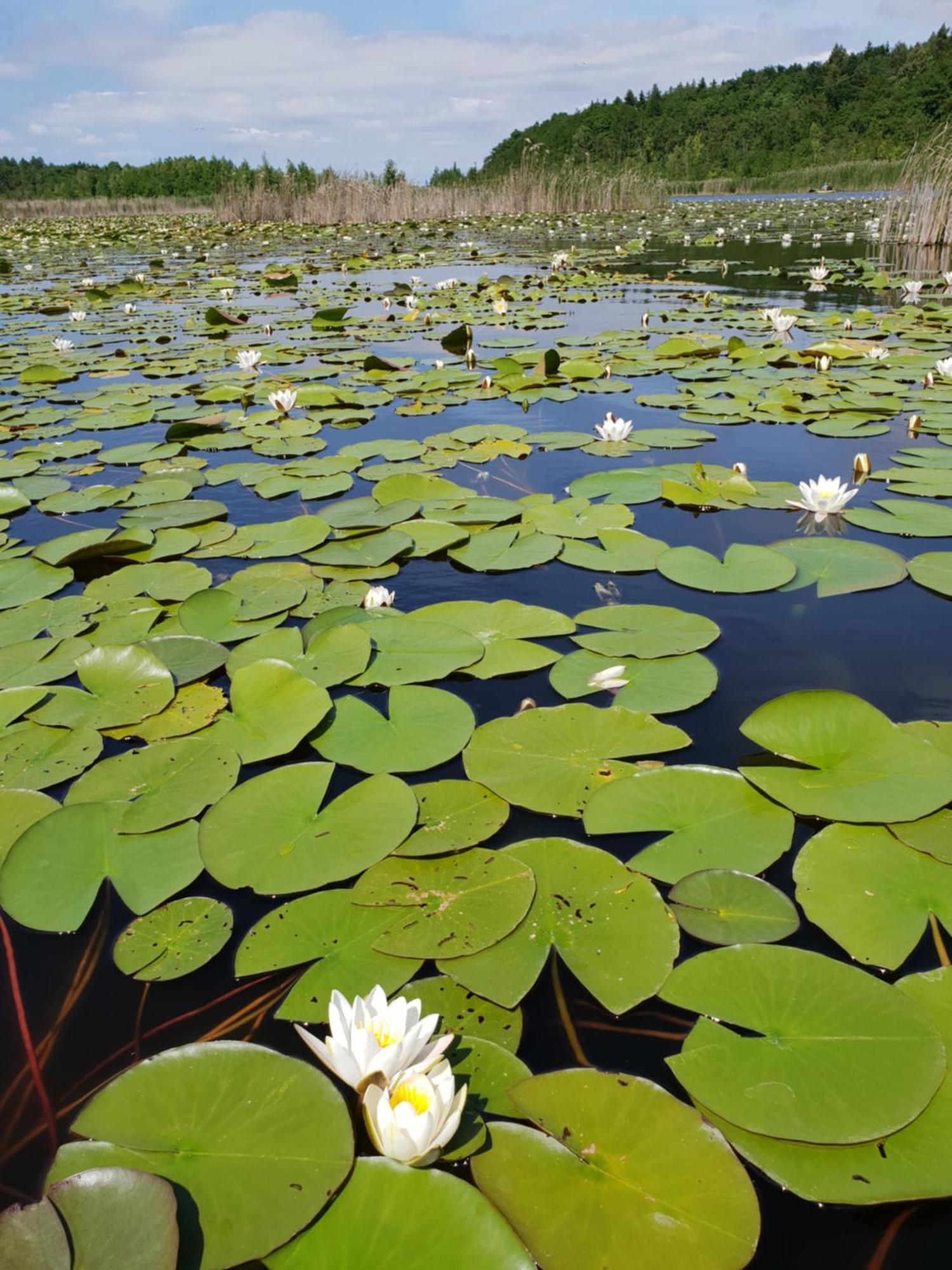 Ferienwohnung Peetsch Am See Mirow Exteriér fotografie